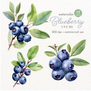 Clipart gambo di mirtillo, frutta acquerello, clipart estiva, clipart bacca - download istantaneo - uso commerciale