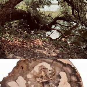 Könnte beinhalten: Eine Nahaufnahme eines Baumstammquerschnitts, der die komplizierten Ringe und Muster des Holzes zeigt. Das Holz ist hellbraun mit dunkleren braunen Ringen. Der Querschnitt hat einen Durchmesser von etwa 30 cm.