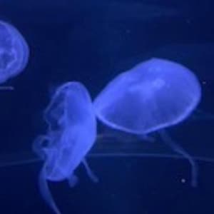 May include: A group of four translucent jellyfish swimming in a dark blue aquarium. The jellyfish are a pale blue color and have long, flowing tentacles.