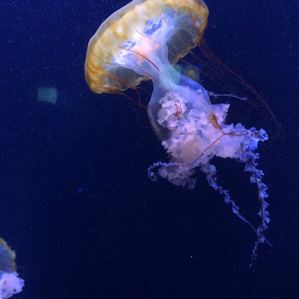 Jellyfish Umbrella Etsy