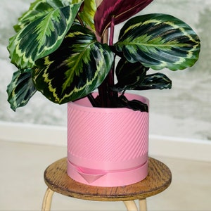 May include: A pink planter with a textured design holds a green and white patterned houseplant. The planter is sitting on a wooden stool.