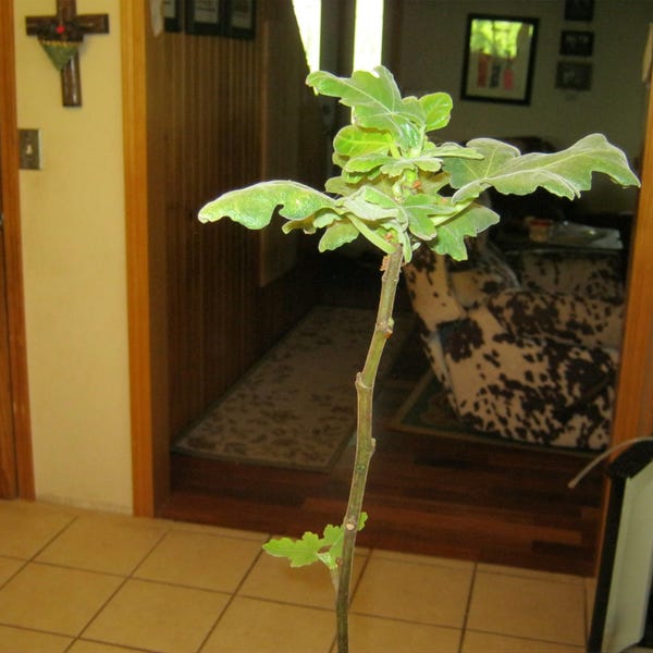 Chicago Hardy fig tree No shipping to California