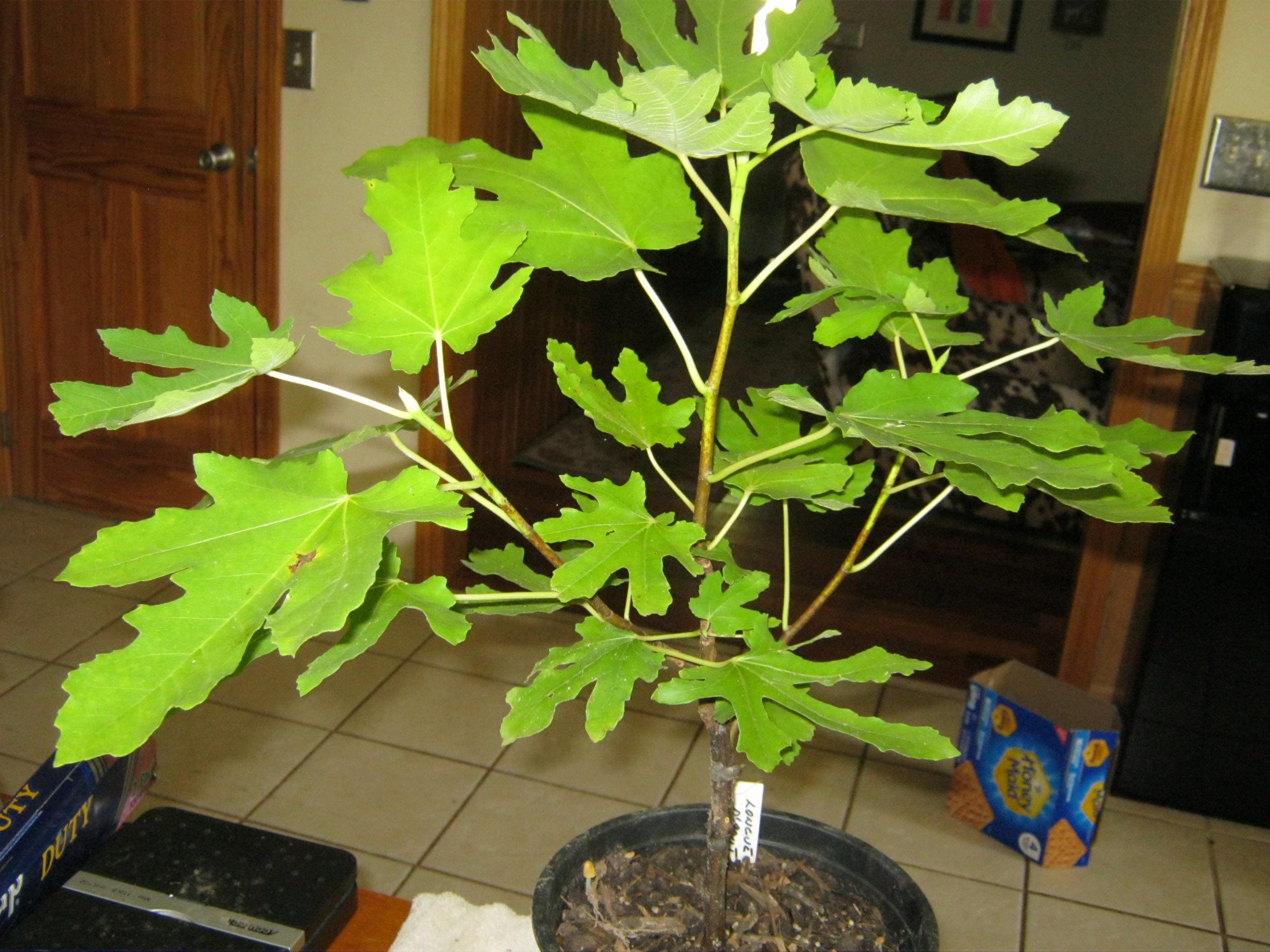Longue d'Aout Fig. No shipping to California.