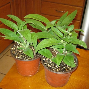 May include: Two potted plants with vibrant green leaves and small white flowers. The plants are in terracotta-colored pots, sitting on a wooden surface. The plants appear healthy and well-cared for, with rich soil.