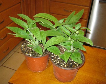 1 Planta de consuelda "Bocking 14". No se realizan envíos a California.