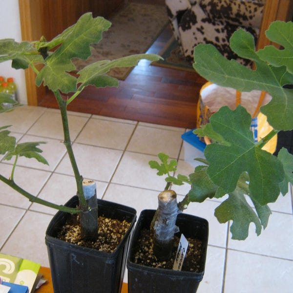 Chicago Hardy fig tree No shipping to California