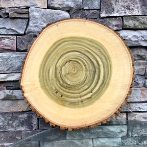 Stunning 22" Diameter POPLAR wood live edge cookie slice 2 in THICK slab