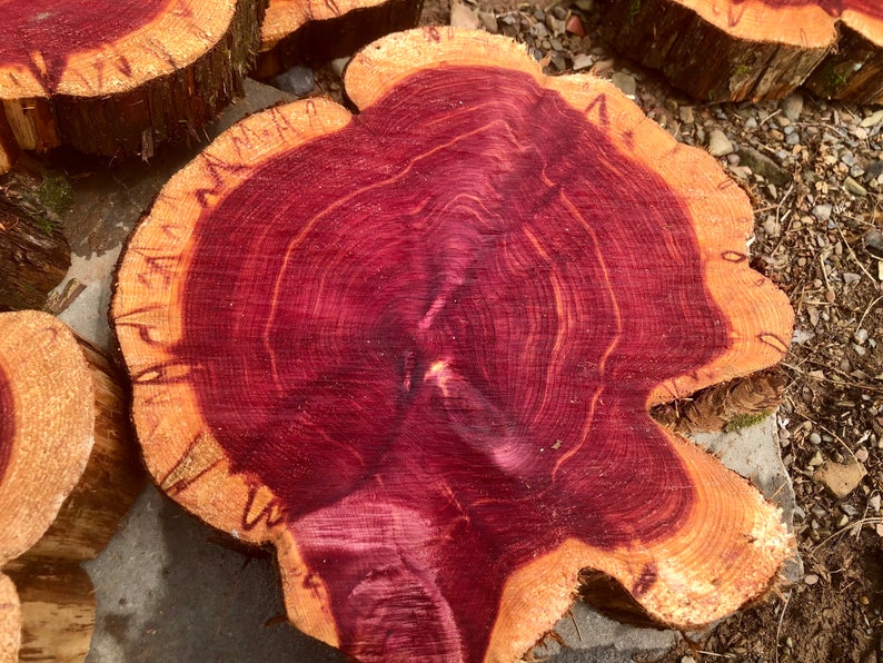 Red Cedar Wood Cookie Slices 810 Diameter Sanded One Side. Etsy