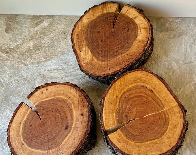 Butternut Walnut Wood Cookies, Wood Slices 5-6” Diameter. - Etsy