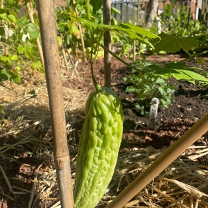 Thai Big Bitter Gourd/Melon 15 seeds