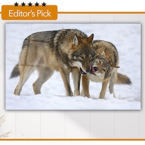 Glass Wall Art - Two Gray Wolf - Canis Lupus in the Winter Forest-Nature Habitat- House Warming Gift - Interior Design Ideas - Home & Office