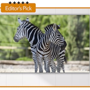 A Closeup Shot of Two Zebras - Glass Wall Art - Animal in Natural Habitat - House Warming Gift - Interior Design Ideas - Home & Office