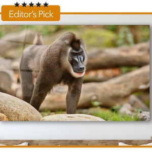 May include: A framed print featuring a Mandrill monkey. The primate has a gray body, a black face with a red and blue muzzle, and is standing on a rock. The background includes green grass and logs. The print is labeled "Editor's Pick".