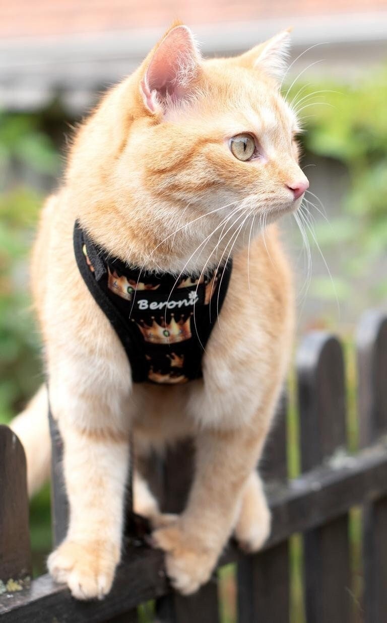 Cat Harness Escape Proof Etsy UK