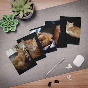 Maine Coon cat cards, Cute cat, Greeting cat cards, cat photography,