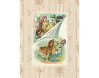 Peeking out for Easter Chicks Postcard Bundles (envelopes included)