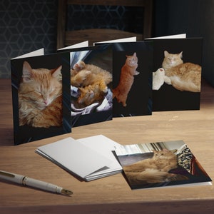 Maine-Coon-Katzenkarten-Fotografie-Grußkarte (5er-Pack).