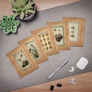 Victoriaanse vogels zingen in de lente multi-design wenskaarten (5-pack)