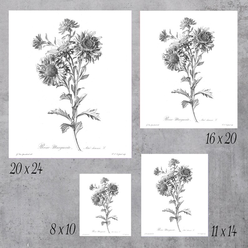 Vintage Black and White Daisy Flower Art Print Flower Print Etsy