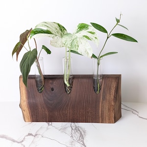 May include: A wooden planter with three glass test tubes for holding small plants. The planter is made of dark brown wood and has a natural, rustic look. The plants are a variegated monstera, a philodendron, and a small leafy plant.