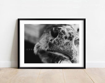 Hereford Nose Cow Print - High Resolution Digital Download Photography Print in Black and White