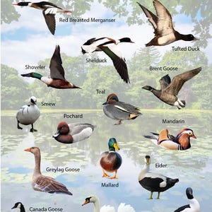British Wildfowl Poster