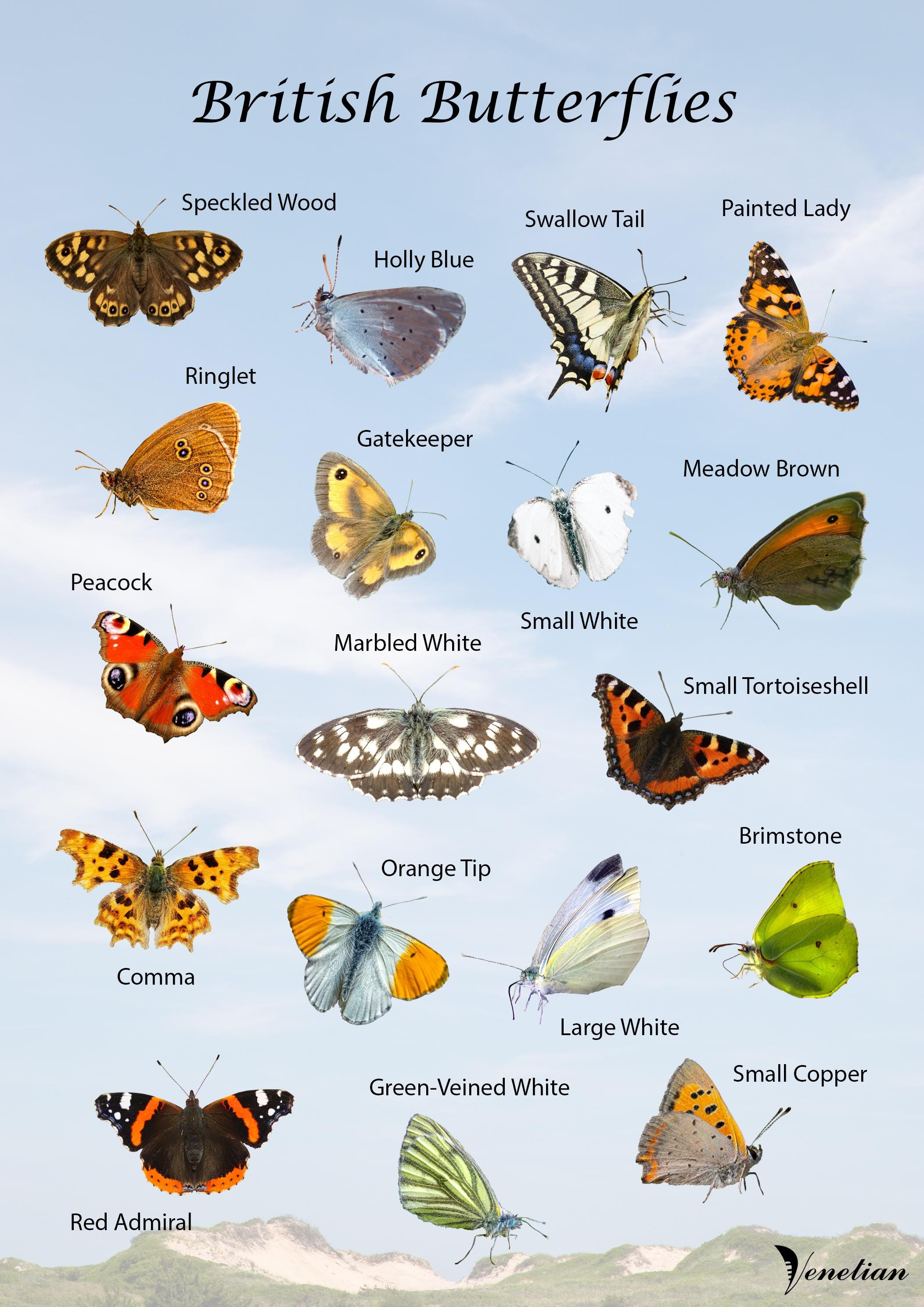 british-butterflies-posters-etsy-uk