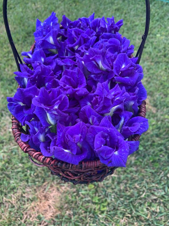 Butterfly Pea Flower Seeds 10 Seeds per Purchase Etsy