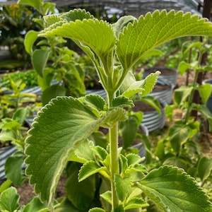 3 Cuban Oregano Fresh Plant Clippings - Giant Oregano, Mexican Mint - 8-12&quot; Clippings. Easy to start and grow!