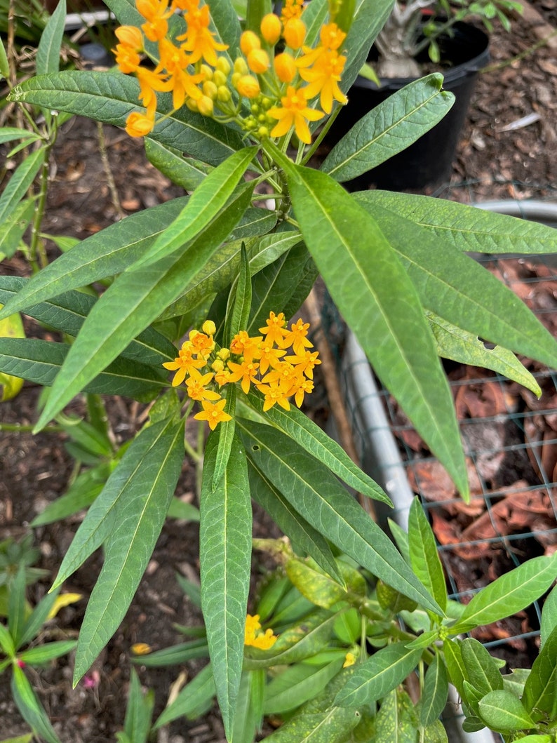 Yellow Milkweed Seeds, Butterfly Milkweed Seeds, Butterfly Weed Seeds