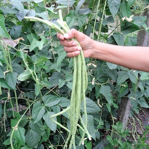 Python and Red Noodle Long Bean Seeds, Snake Bean Seeds, Organic Yard Long Bean Seeds