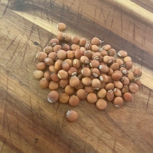 Organic Pigeon Pea Seeds (Cajanus cajan, Gungo Peas) - Pack of 30