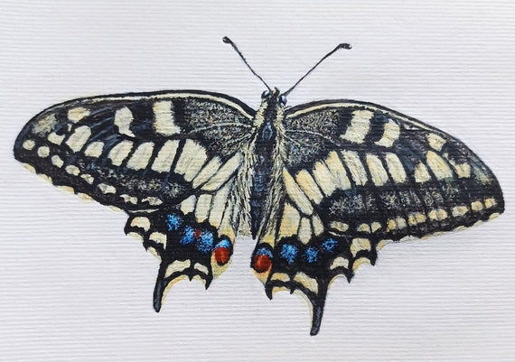 Swallowtail Butterfly Giclee Prints 7x10inches - Etsy Swallowtail Butterfly Giclee Prints 7x10inches - Etsy