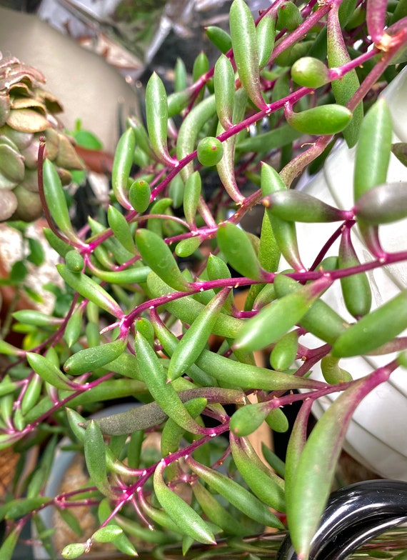 Othonna Capensis/ String Of Ruby Necklace Cuttings 5 **FAST SHIPPING** 