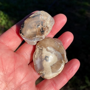May include: Two polished, oval-shaped stones with a mix of tan, brown, and white colors. The stones have a smooth, glossy surface and a unique pattern. The stones are held in a hand, with a blurred green background.