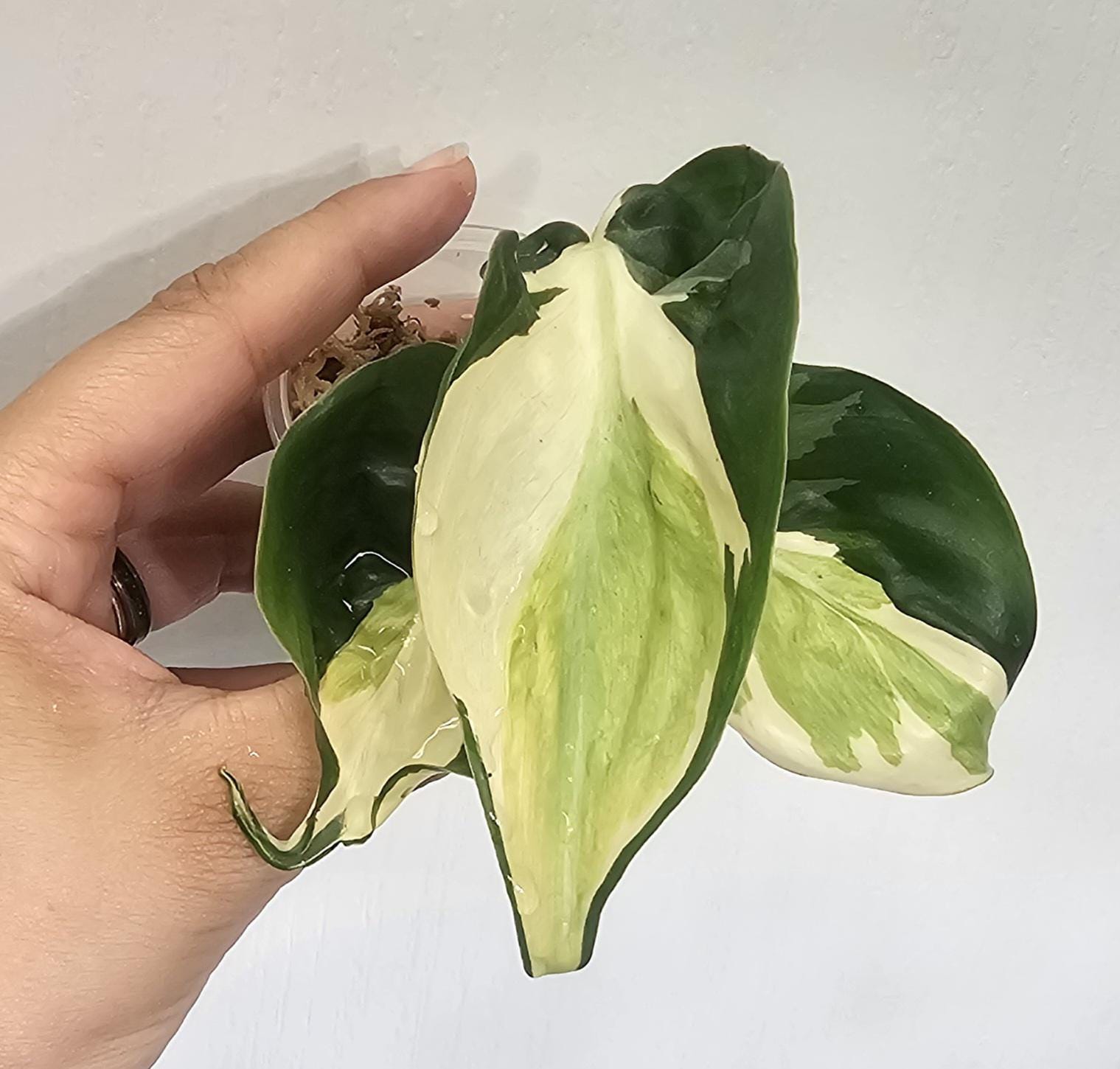 philodendron prince Philodendron 'Prince of Orange' Large