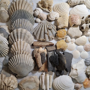 May include: A collection of seashells, coral, and other ocean-themed items. The shells are various sizes and shapes, with some having a pearly white finish and others a more natural brown or gray color. There are also pieces of coral, some with a rough texture and others with a smoother surface.