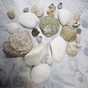 May include: A collection of various seashells in shades of white, beige, and gray, arranged on a marble surface. The assortment includes different shapes and sizes, showcasing the natural textures and patterns of the shells.