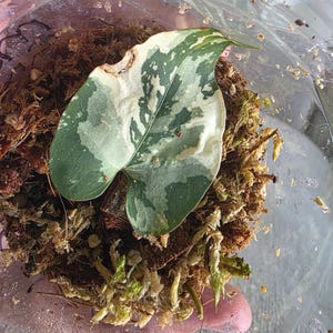 Fallopia multiflora variegated, Highly Variegated, exact plant 2 plant minimum