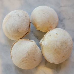 RARE* FOSSILIZED CLAM Shell Doubles,  fossilized shell, clam shells, whole shell, unique finds, rare shells
