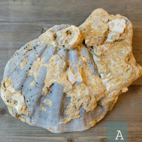 LARGE CHESAPECTEN MATRIX, fossilized scallops, fossilized shells, chesapecten Jeffersonius, matrix, concretions, matrix shells
