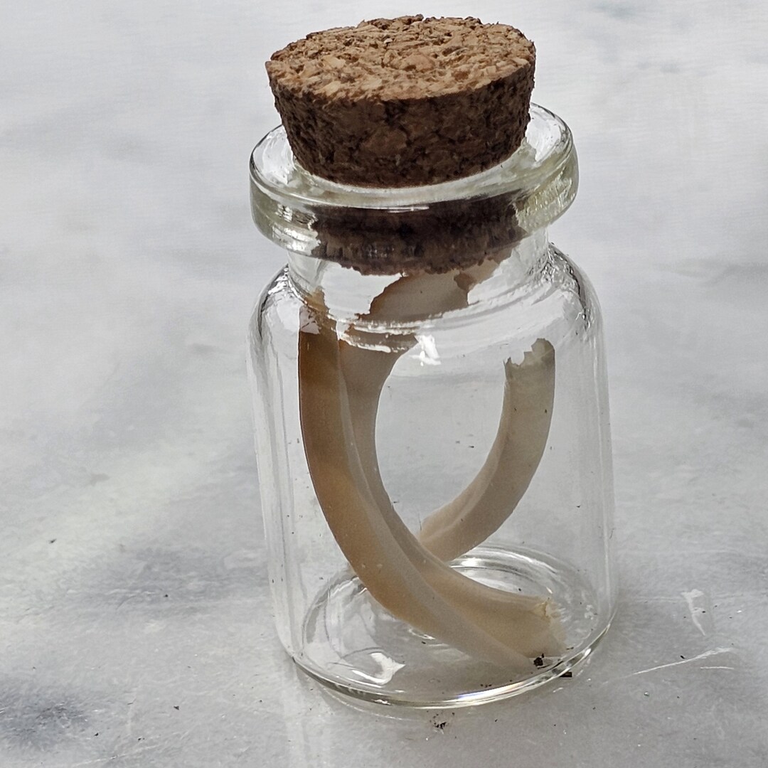 Teeth In Jar MUSKRAT TEETH in a JAR, Oddities, Curiosity - Etsy
