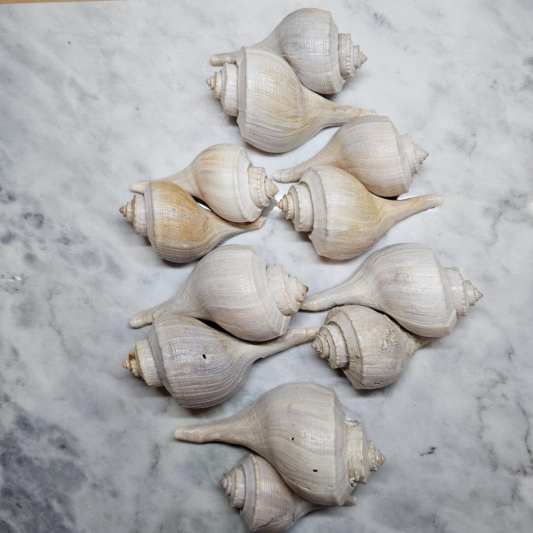 Wicked Shell Whelk Shell, 4 Piece Set, Spiral Shell, Natural Shell - Etsy