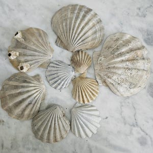 May include: A collection of various seashells in shades of beige, cream, and gray, arranged on a light-colored surface. The shells vary in size and texture, with some showing intricate ribbed patterns and others with barnacles.