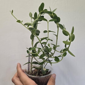 May include: A Hoya Cumingiana plant with slender, vining stems and small, oval-shaped, deep green leaves growing in a clear plastic pot filled with soil. A small white plant identification tag with black text is tucked into the potting soil.