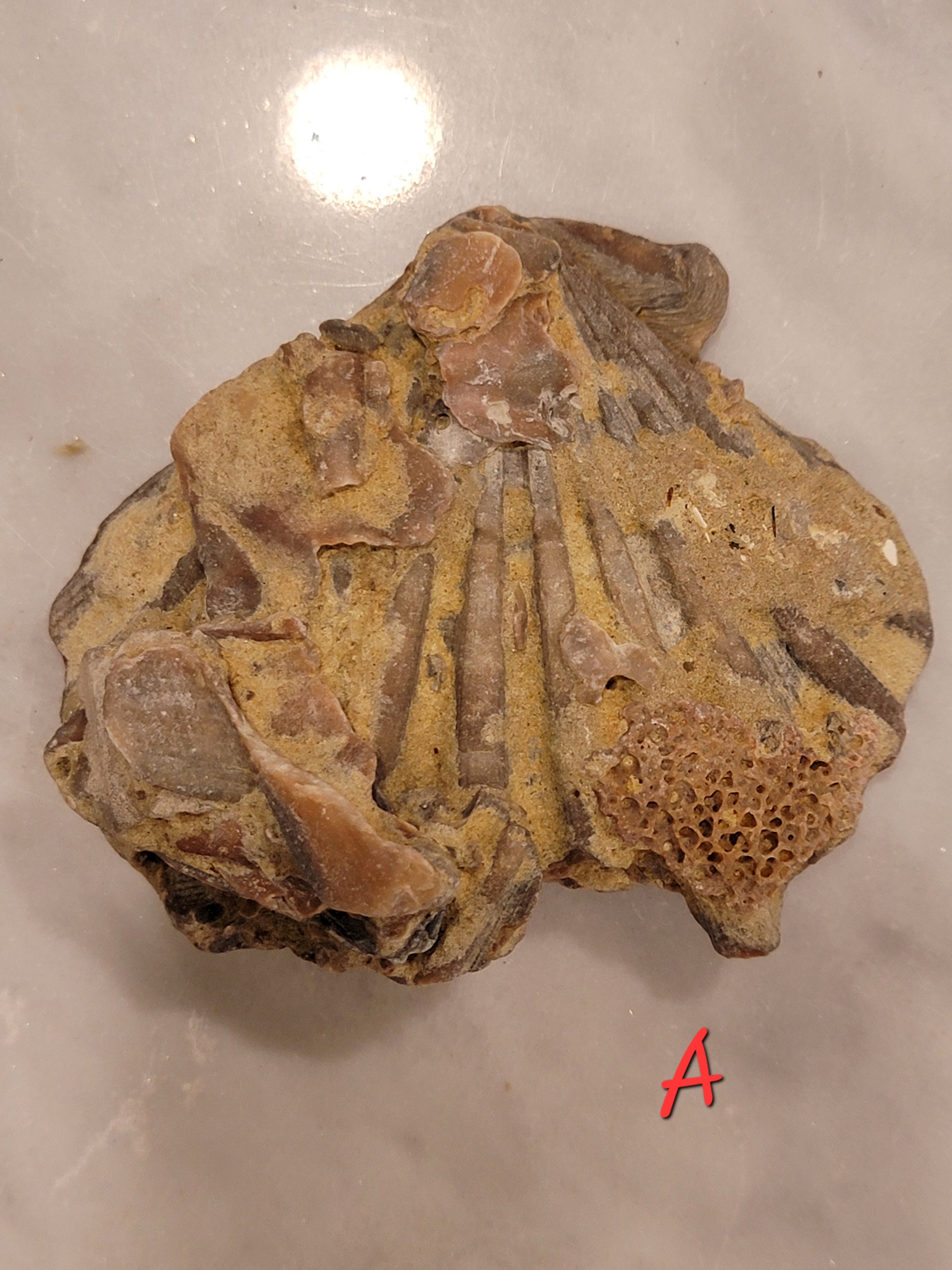 FOSSILIZED SCALLOP MATRIX Scallop Shell Fossil Chesapecten - Etsy