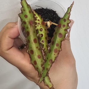 May include: A close-up of a Begonia plant with green leaves and reddish-brown spots. The leaves have a serrated edge and are held in a clear plastic container with dark soil. The plant is held in a hand.