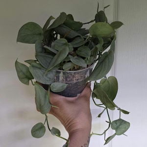May include: A trailing houseplant with heart-shaped, silvery-green leaves potted in a clear plastic container. The plant features multiple stems cascading over the sides of the pot, displaying a matte texture and distinct veining on each foliage piece.