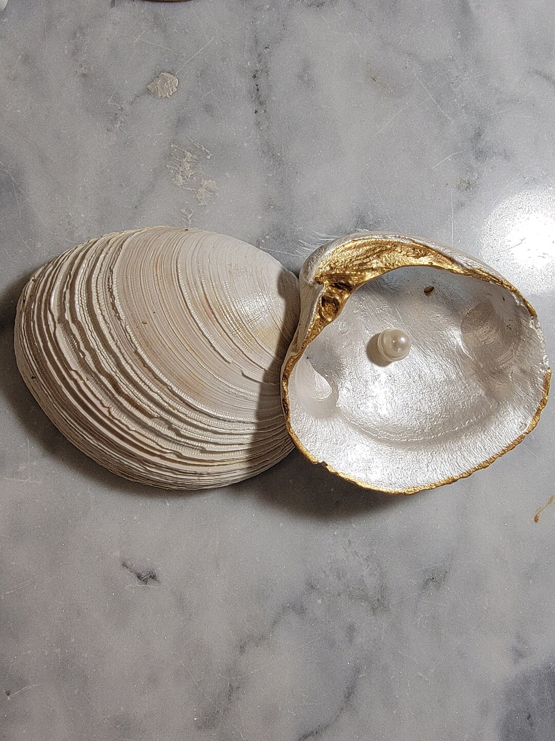 Hand Painted Fossilized Clam Shell Ring Dish, Pearl Accent - Etsy