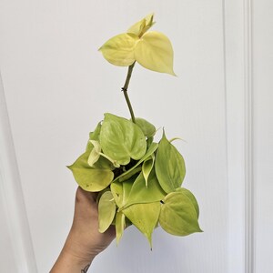 plant noni Noni